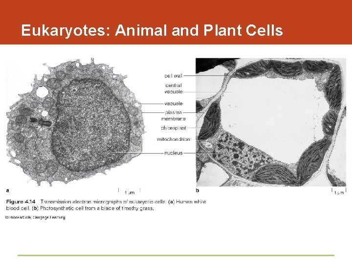 Eukaryotes: Animal and Plant Cells 