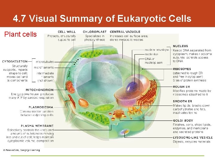 4. 7 Visual Summary of Eukaryotic Cells Plant cells 