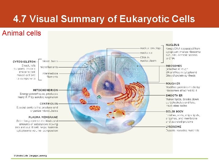 4. 7 Visual Summary of Eukaryotic Cells Animal cells 
