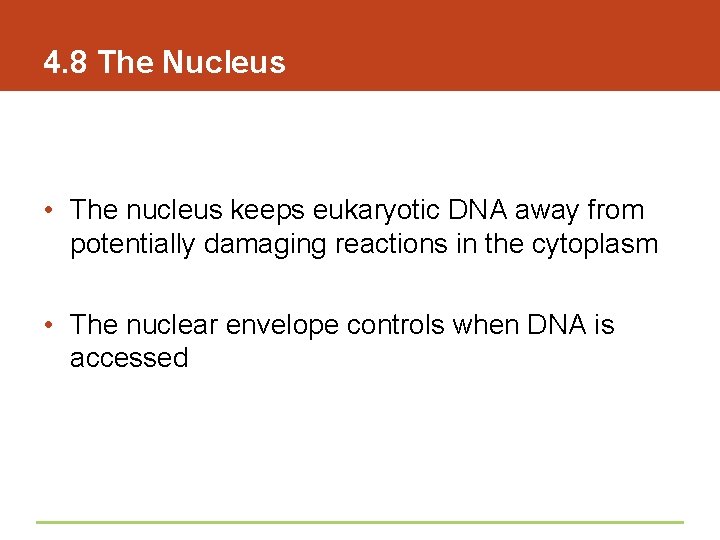 4. 8 The Nucleus • The nucleus keeps eukaryotic DNA away from potentially damaging