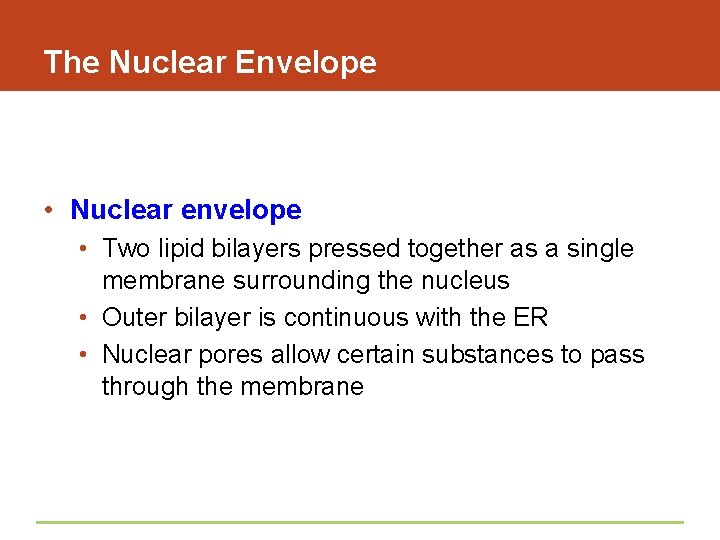 The Nuclear Envelope • Nuclear envelope • Two lipid bilayers pressed together as a