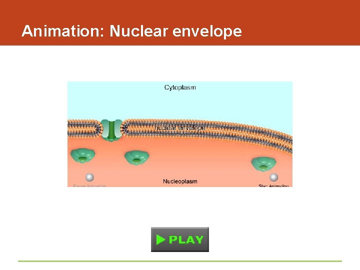 Animation: Nuclear envelope 