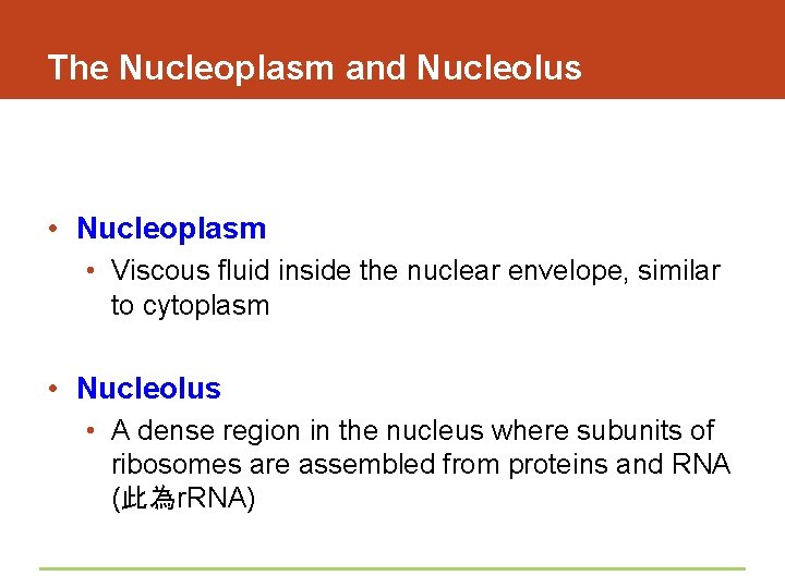 The Nucleoplasm and Nucleolus • Nucleoplasm • Viscous fluid inside the nuclear envelope, similar