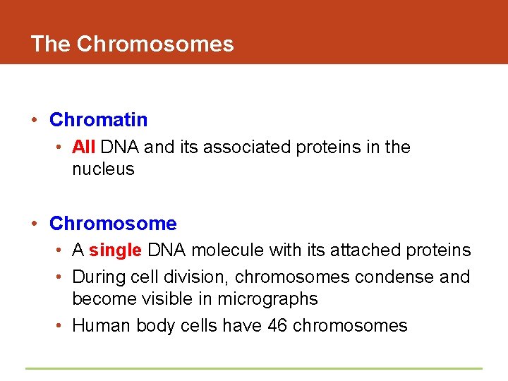 The Chromosomes • Chromatin • All DNA and its associated proteins in the nucleus