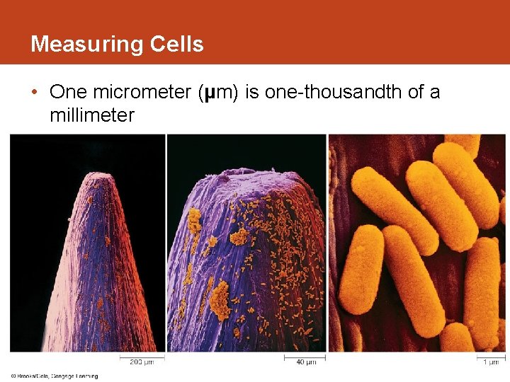 Measuring Cells • One micrometer (μm) is one-thousandth of a millimeter 