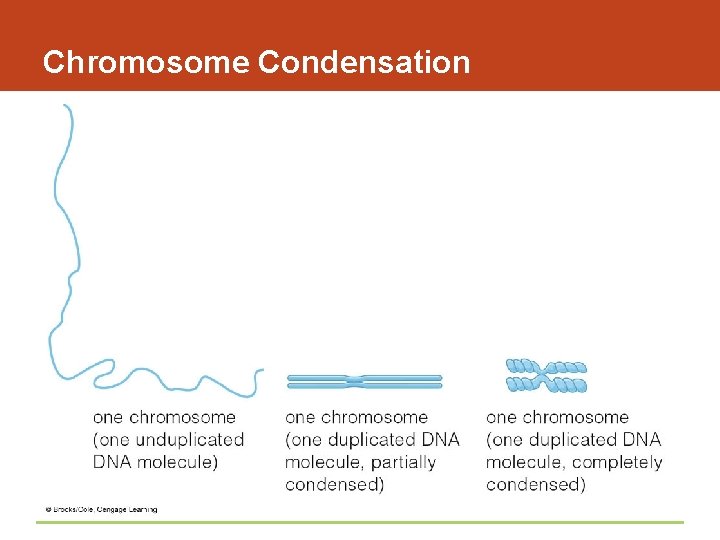 Chromosome Condensation 