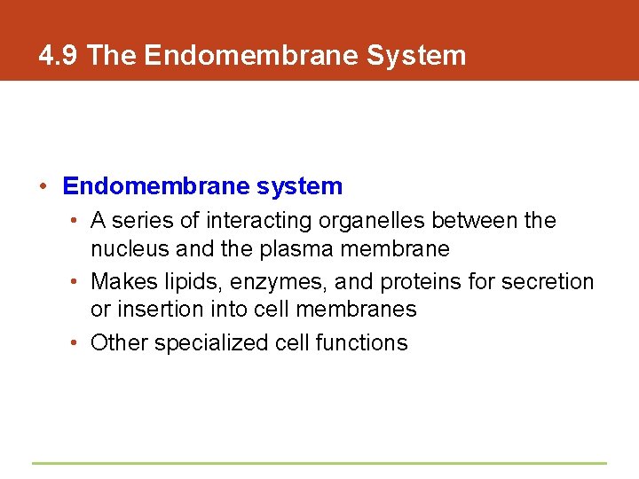 4. 9 The Endomembrane System • Endomembrane system • A series of interacting organelles