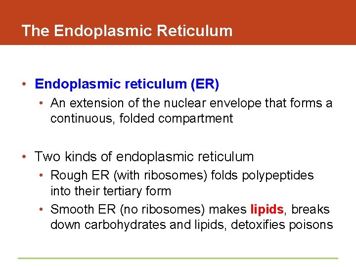 The Endoplasmic Reticulum • Endoplasmic reticulum (ER) • An extension of the nuclear envelope