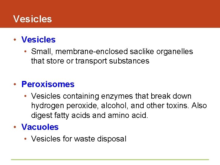 Vesicles • Small, membrane-enclosed saclike organelles that store or transport substances • Peroxisomes •