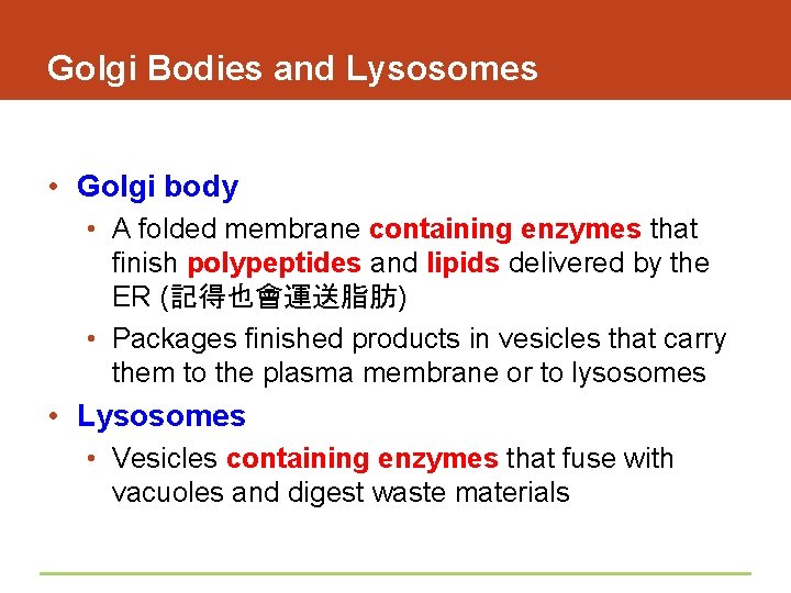 Golgi Bodies and Lysosomes • Golgi body • A folded membrane containing enzymes that