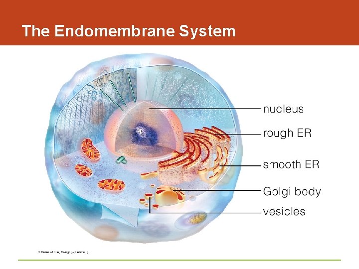 The Endomembrane System 