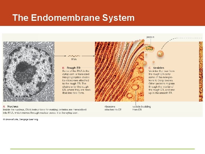 The Endomembrane System 