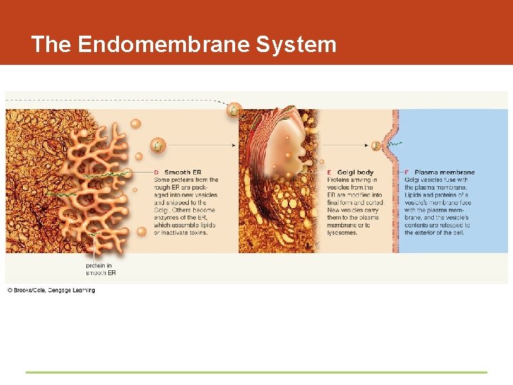 The Endomembrane System 