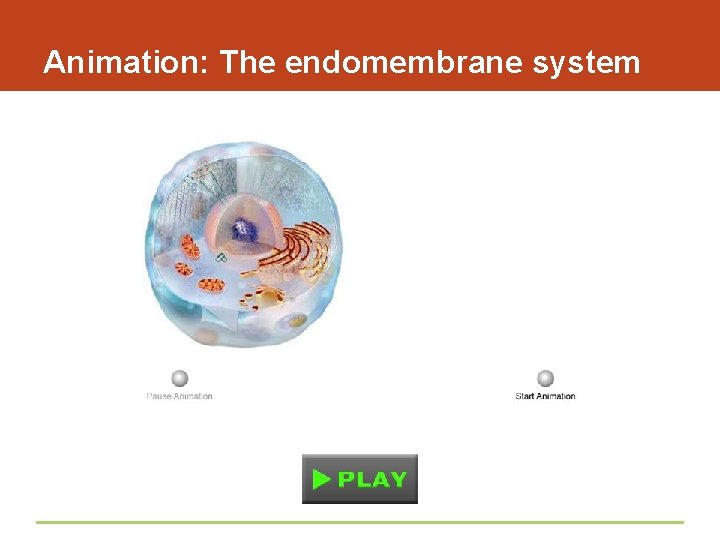 Animation: The endomembrane system 
