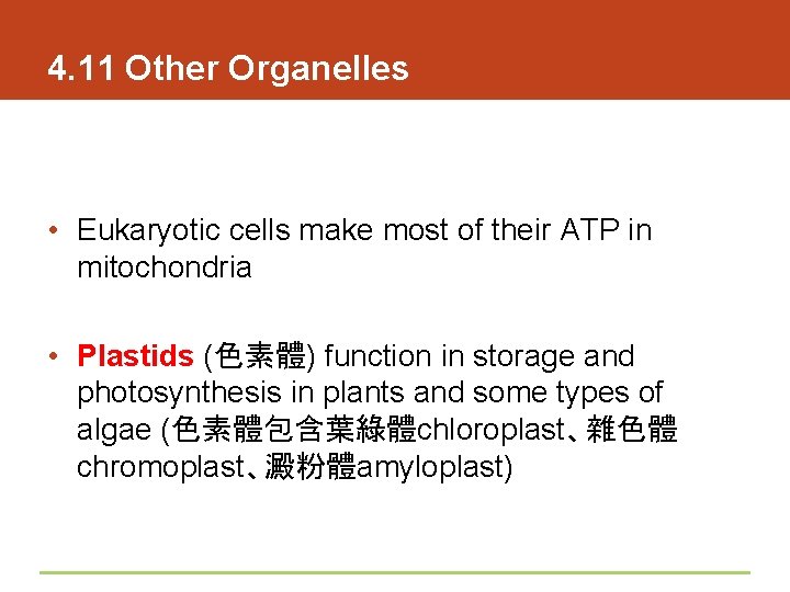 4. 11 Other Organelles • Eukaryotic cells make most of their ATP in mitochondria