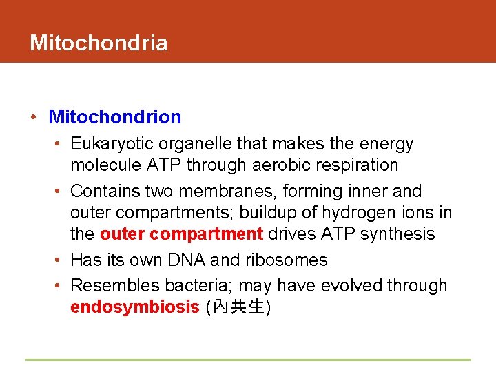 Mitochondria • Mitochondrion • Eukaryotic organelle that makes the energy molecule ATP through aerobic