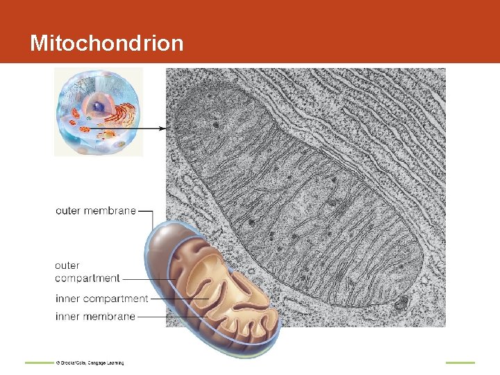 Mitochondrion 
