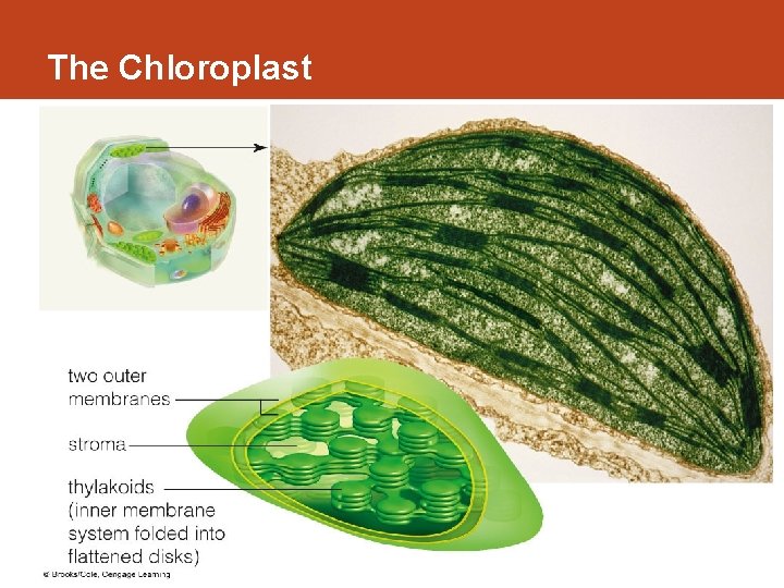 The Chloroplast 