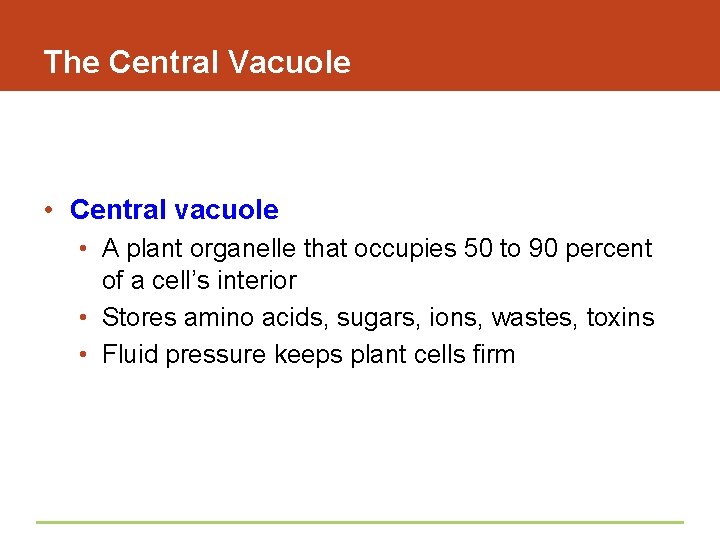 The Central Vacuole • Central vacuole • A plant organelle that occupies 50 to