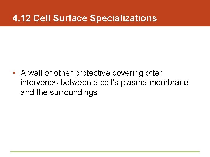 4. 12 Cell Surface Specializations • A wall or other protective covering often intervenes