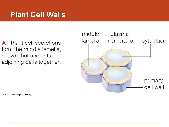 Plant Cell Walls 