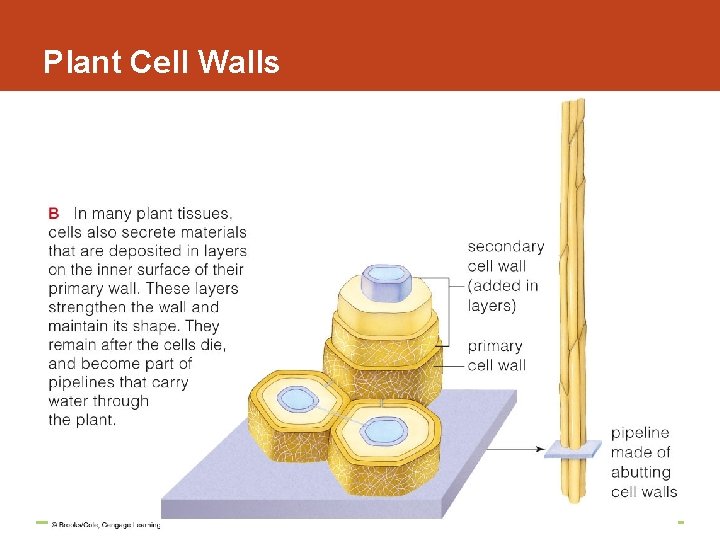 Plant Cell Walls 