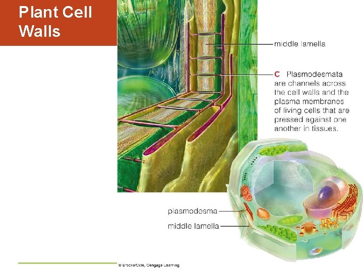 Plant Cell Walls 