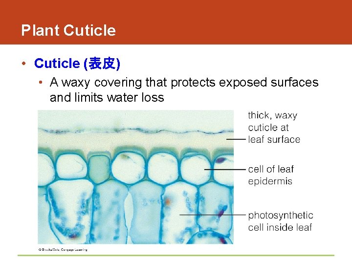 Plant Cuticle • Cuticle (表皮) • A waxy covering that protects exposed surfaces and