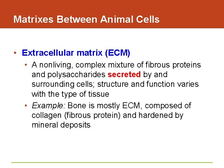 Matrixes Between Animal Cells • Extracellular matrix (ECM) • A nonliving, complex mixture of