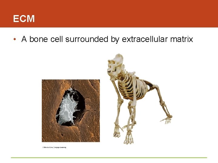 ECM • A bone cell surrounded by extracellular matrix 