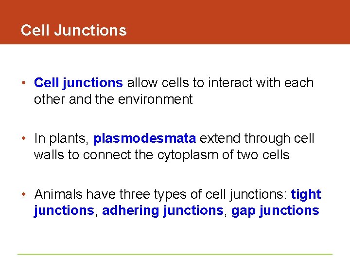 Cell Junctions • Cell junctions allow cells to interact with each other and the