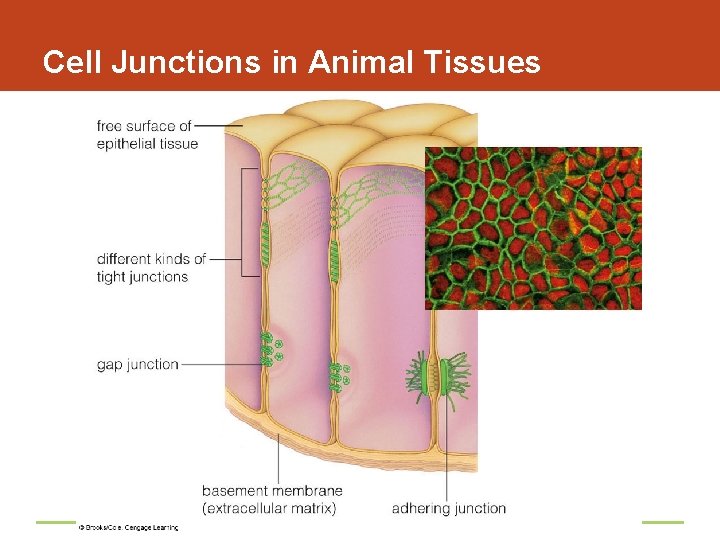 Cell Junctions in Animal Tissues 