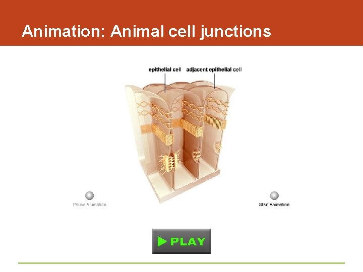 Animation: Animal cell junctions 
