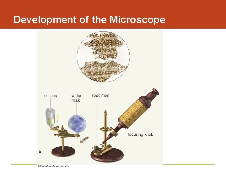 Development of the Microscope 
