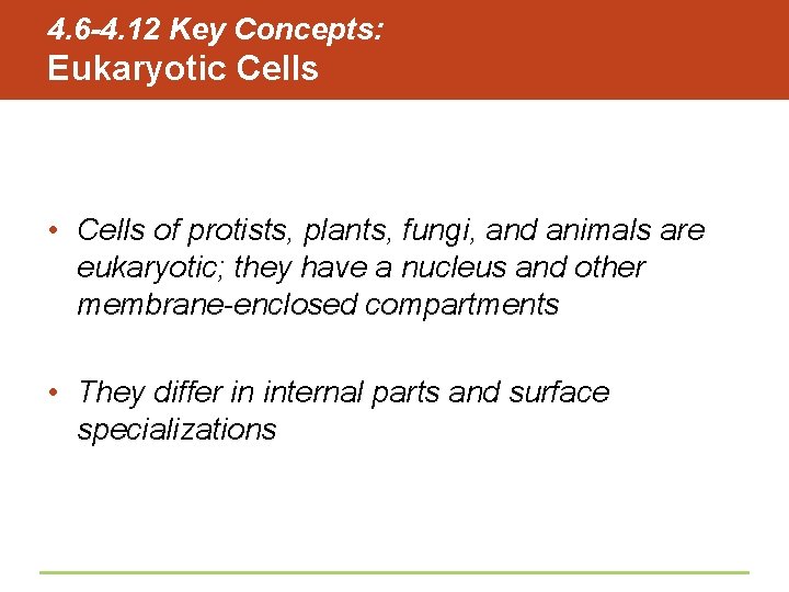 4. 6 -4. 12 Key Concepts: Eukaryotic Cells • Cells of protists, plants, fungi,
