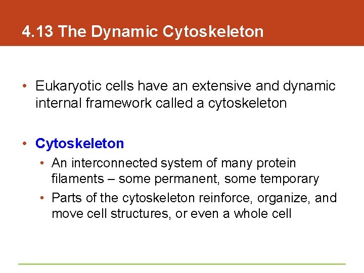 4. 13 The Dynamic Cytoskeleton • Eukaryotic cells have an extensive and dynamic internal