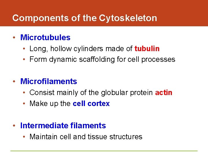 Components of the Cytoskeleton • Microtubules • Long, hollow cylinders made of tubulin •