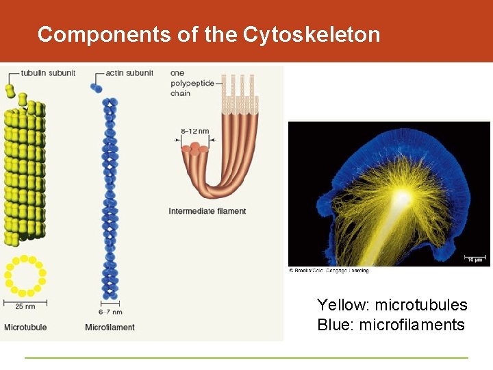 Components of the Cytoskeleton Yellow: microtubules Blue: microfilaments 