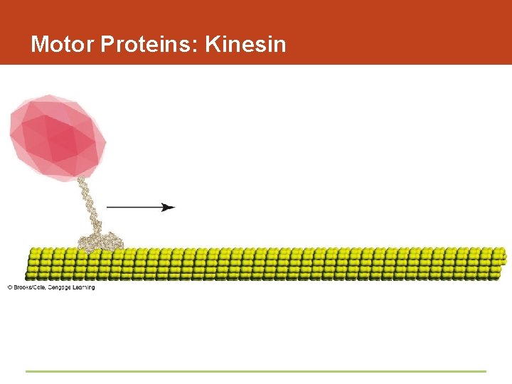 Motor Proteins: Kinesin 
