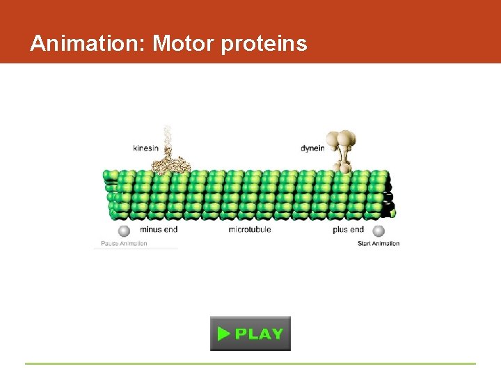 Animation: Motor proteins 