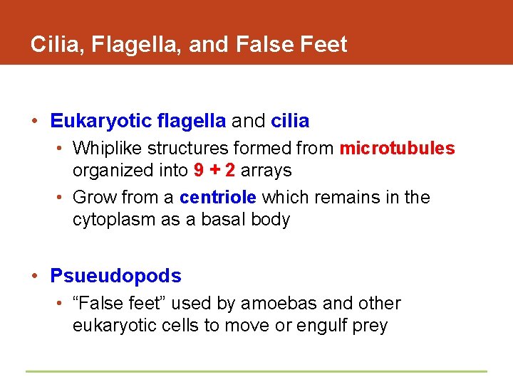 Cilia, Flagella, and False Feet • Eukaryotic flagella and cilia • Whiplike structures formed