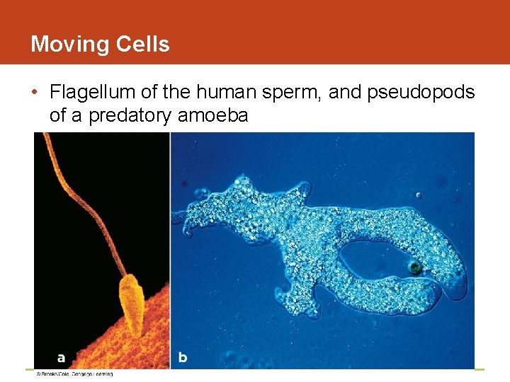 Moving Cells • Flagellum of the human sperm, and pseudopods of a predatory amoeba
