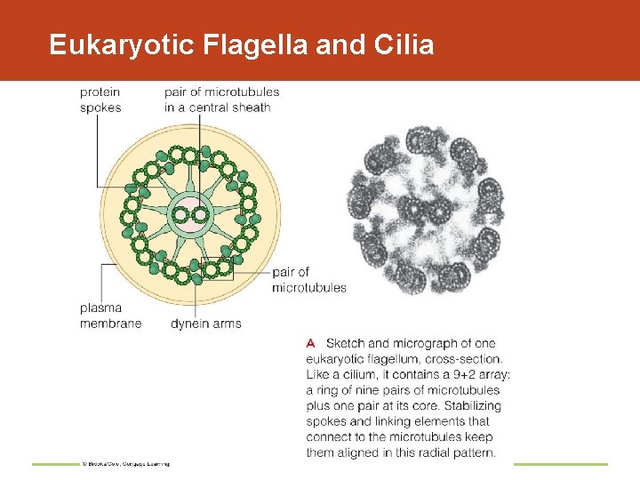 Eukaryotic Flagella and Cilia 
