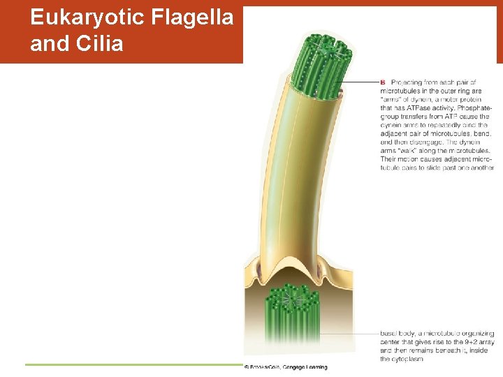 Eukaryotic Flagella and Cilia 