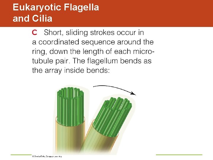 Eukaryotic Flagella and Cilia 