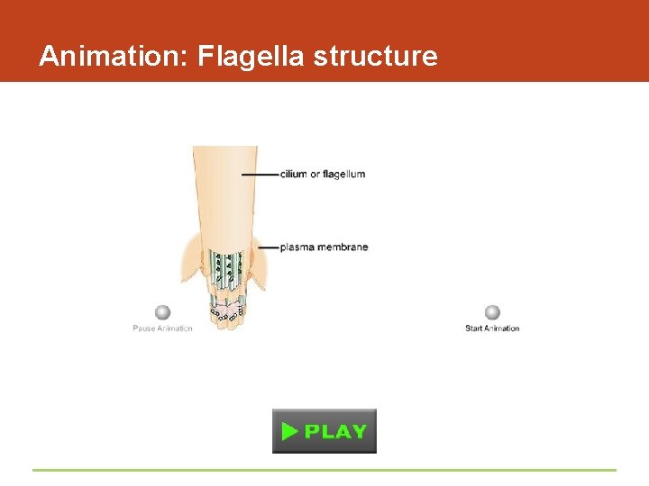 Animation: Flagella structure 