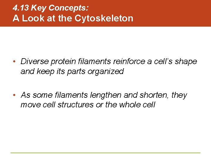 4. 13 Key Concepts: A Look at the Cytoskeleton • Diverse protein filaments reinforce