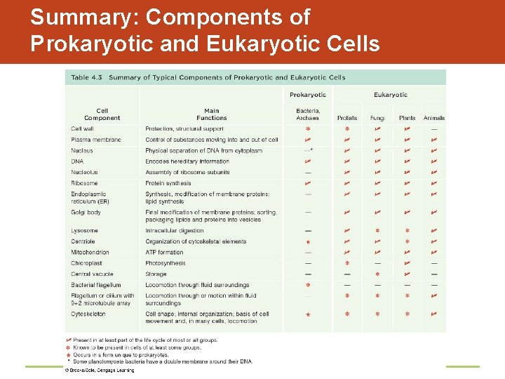 Summary: Components of Prokaryotic and Eukaryotic Cells 