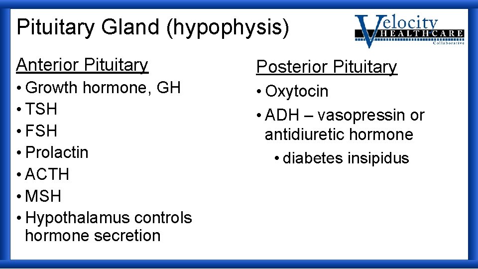 Pituitary Gland (hypophysis) Anterior Pituitary Posterior Pituitary • Growth hormone, GH • TSH •