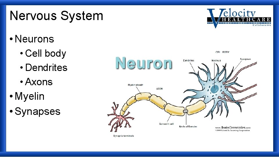 Nervous System • Neurons • Cell body • Dendrites • Axons • Myelin •